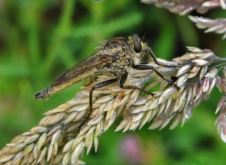 Asilidae.